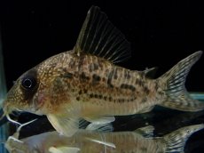 画像2: 【通販 淡水魚】大特価 No8 CW004 黒斑 コリドラス アンチェスター タパジョス産 ワイルド【個体販売】(±6cm(生体)(熱帯魚)NKCR (2)