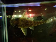 画像3: 【通販 淡水魚】大特価 No8 CW004 黒斑 コリドラス アンチェスター タパジョス産 ワイルド【個体販売】(±6cm(生体)(熱帯魚)NKCR (3)