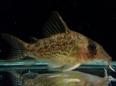 画像1: 【通販 淡水魚】大特価 No9 CW004 黒斑 コリドラス アンチェスター タパジョス産ワイルド【個体販売】±6.5cm(生体)(熱帯魚)NKCR (1)