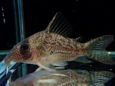 画像2: 【通販 淡水魚】大特価 No9 CW004 黒斑 コリドラス アンチェスター タパジョス産ワイルド【個体販売】±6.5cm(生体)(熱帯魚)NKCR (2)