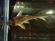 画像3: 【通販 淡水魚】大特価 No9 CW004 黒斑 コリドラス アンチェスター タパジョス産ワイルド【個体販売】±6.5cm(生体)(熱帯魚)NKCR (3)