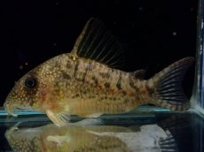 画像1: 【通販 淡水魚】大特価 No10 CW004 黒斑 コリドラス アンチェスター タパジョス産 ワイルド【個体販売】±6cm(生体)(熱帯魚)NKCR (1)