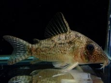 画像2: 【通販 淡水魚】大特価 No10 CW004 黒斑 コリドラス アンチェスター タパジョス産 ワイルド【個体販売】±6cm(生体)(熱帯魚)NKCR (2)