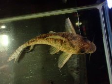 画像3: 【通販 淡水魚】大特価 No10 CW004 黒斑 コリドラス アンチェスター タパジョス産 ワイルド【個体販売】±6cm(生体)(熱帯魚)NKCR (3)
