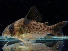 画像1: 【通販 淡水魚】大特価 No1 コリドラス タイガーアンチェスター タパジョス産 ワイルド【個体販売】(±6cm)(生体)(熱帯魚)NKCR (1)