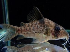 画像2: 【通販 淡水魚】大特価 No1 コリドラス タイガーアンチェスター タパジョス産 ワイルド【個体販売】(±6cm)(生体)(熱帯魚)NKCR (2)