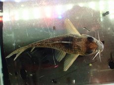 画像3: 【通販 淡水魚】大特価 No1 コリドラス タイガーアンチェスター タパジョス産 ワイルド【個体販売】(±6cm)(生体)(熱帯魚)NKCR (3)