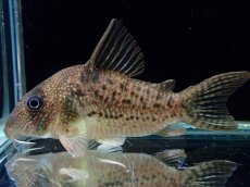 画像1: 【通販 淡水魚】大特価 No2 コリドラス タイガーアンチェスター タパジョス産 ワイルド【個体販売】(±6.5cm)(生体)(熱帯魚)NKCR (1)