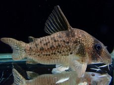 画像2: 【通販 淡水魚】大特価 No2 コリドラス タイガーアンチェスター タパジョス産 ワイルド【個体販売】(±6.5cm)(生体)(熱帯魚)NKCR (2)