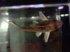 画像3: 【通販 淡水魚】大特価 No2 コリドラス タイガーアンチェスター タパジョス産 ワイルド【個体販売】(±6.5cm)(生体)(熱帯魚)NKCR (3)