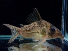 画像1: 【通販 淡水魚】大特価 No3 コリドラス タイガーアンチェスター タパジョス産 ワイルド【個体販売】(±6cm)(生体)(熱帯魚)NKCR (1)