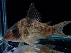 画像2: 【通販 淡水魚】大特価 No3 コリドラス タイガーアンチェスター タパジョス産 ワイルド【個体販売】(±6cm)(生体)(熱帯魚)NKCR (2)