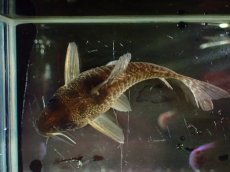 画像3: 【通販 淡水魚】大特価 No3 コリドラス タイガーアンチェスター タパジョス産 ワイルド【個体販売】(±6cm)(生体)(熱帯魚)NKCR (3)