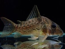 画像1: 【通販 淡水魚】大特価 No4 コリドラス タイガーアンチェスター タパジョス産 ワイルド【個体販売】(±6cm)(生体)(熱帯魚)NKCR (1)