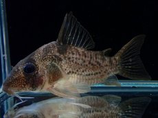 画像2: 【通販 淡水魚】大特価 No4 コリドラス タイガーアンチェスター タパジョス産 ワイルド【個体販売】(±6cm)(生体)(熱帯魚)NKCR (2)