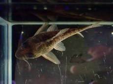 画像3: 【通販 淡水魚】大特価 No4 コリドラス タイガーアンチェスター タパジョス産 ワイルド【個体販売】(±6cm)(生体)(熱帯魚)NKCR (3)