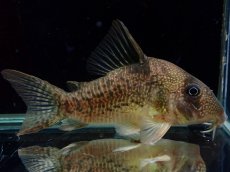 画像1: 【通販 淡水魚】大特価 No5 コリドラス タイガーアンチェスター タパジョス産 ワイルド【個体販売】(±6.5cm)(生体)(熱帯魚)NKCR (1)