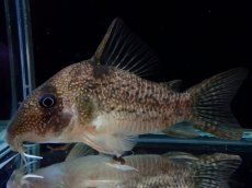 画像2: 【通販 淡水魚】大特価 No5 コリドラス タイガーアンチェスター タパジョス産 ワイルド【個体販売】(±6.5cm)(生体)(熱帯魚)NKCR (2)