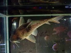 画像3: 【通販 淡水魚】大特価 No5 コリドラス タイガーアンチェスター タパジョス産 ワイルド【個体販売】(±6.5cm)(生体)(熱帯魚)NKCR (3)