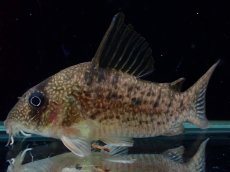 画像1: 【通販 淡水魚】大特価 No6 コリドラス タイガーアンチェスター タパジョス産 ワイルド【個体販売】(±7cm)(生体)(熱帯魚)NKCR (1)