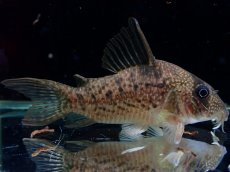 画像2: 【通販 淡水魚】大特価 No6 コリドラス タイガーアンチェスター タパジョス産 ワイルド【個体販売】(±7cm)(生体)(熱帯魚)NKCR (2)