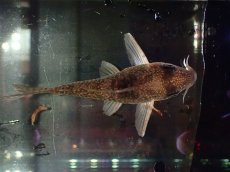 画像3: 【通販 淡水魚】大特価 No6 コリドラス タイガーアンチェスター タパジョス産 ワイルド【個体販売】(±7cm)(生体)(熱帯魚)NKCR (3)