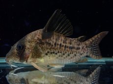 画像1: 【通販 淡水魚】大特価 No7 コリドラス タイガーアンチェスター タパジョス産 ワイルド【個体販売】(±6cm)(生体)(熱帯魚)NKCR (1)