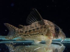 画像2: 【通販 淡水魚】大特価 No7 コリドラス タイガーアンチェスター タパジョス産 ワイルド【個体販売】(±6cm)(生体)(熱帯魚)NKCR (2)