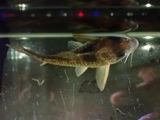 画像3: 【通販 淡水魚】大特価 No7 コリドラス タイガーアンチェスター タパジョス産 ワイルド【個体販売】(±6cm)(生体)(熱帯魚)NKCR (3)