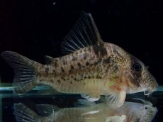 画像1: 【通販 淡水魚】大特価 No8 コリドラス タイガーアンチェスター タパジョス産 ワイルド【個体販売】(±6.5cm)(生体)(熱帯魚)NKCR (1)