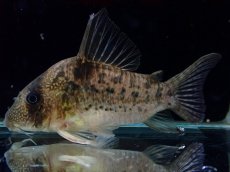 画像2: 【通販 淡水魚】大特価 No8 コリドラス タイガーアンチェスター タパジョス産 ワイルド【個体販売】(±6.5cm)(生体)(熱帯魚)NKCR (2)