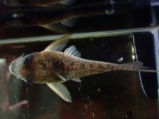 画像3: 【通販 淡水魚】大特価 No8 コリドラス タイガーアンチェスター タパジョス産 ワイルド【個体販売】(±6.5cm)(生体)(熱帯魚)NKCR (3)