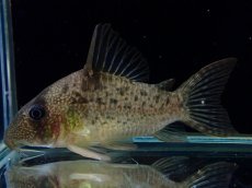 画像1: 【通販 淡水魚】大特価 No9 コリドラス タイガーアンチェスター タパジョス産 ワイルド【個体販売】(±6cm)(生体)(熱帯魚)NKCR (1)