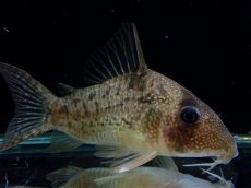 画像2: 【通販 淡水魚】大特価 No9 コリドラス タイガーアンチェスター タパジョス産 ワイルド【個体販売】(±6cm)(生体)(熱帯魚)NKCR (2)