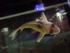 画像3: 【通販 淡水魚】大特価 No9 コリドラス タイガーアンチェスター タパジョス産 ワイルド【個体販売】(±6cm)(生体)(熱帯魚)NKCR (3)