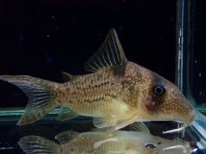 画像1: 【通販 淡水魚】大特価 No10 コリドラス タイガーアンチェスター タパジョス産 ワイルド【個体販売】(±6cm)(生体)(熱帯魚)NKCR (1)