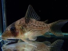画像2: 【通販 淡水魚】大特価 No10 コリドラス タイガーアンチェスター タパジョス産 ワイルド【個体販売】(±6cm)(生体)(熱帯魚)NKCR (2)