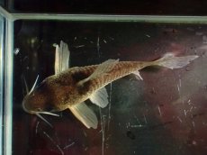 画像3: 【通販 淡水魚】大特価 No10 コリドラス タイガーアンチェスター タパジョス産 ワイルド【個体販売】(±6cm)(生体)(熱帯魚)NKCR (3)