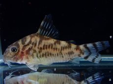 画像1: 【通販 淡水魚】激レア ワイルド個体(雌っぽい) CW111 No1 コリドラス ゼブラリーナ リオジャマンシン産ワイルド (1)