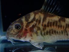 画像2: 【通販 淡水魚】激レア ワイルド個体(雌っぽい) CW111 No1 コリドラス ゼブラリーナ リオジャマンシン産ワイルド (2)