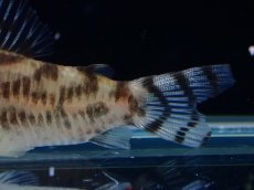 画像3: 【通販 淡水魚】激レア ワイルド個体(雌っぽい) CW111 No1 コリドラス ゼブラリーナ リオジャマンシン産ワイルド (3)