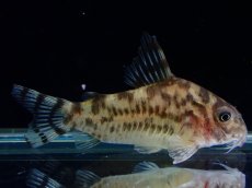 画像4: 【通販 淡水魚】激レア ワイルド個体(雌っぽい) CW111 No1 コリドラス ゼブラリーナ リオジャマンシン産ワイルド (4)