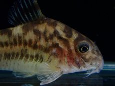 画像5: 【通販 淡水魚】激レア ワイルド個体(雌っぽい) CW111 No1 コリドラス ゼブラリーナ リオジャマンシン産ワイルド (5)