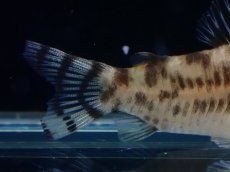 画像6: 【通販 淡水魚】激レア ワイルド個体(雌っぽい) CW111 No1 コリドラス ゼブラリーナ リオジャマンシン産ワイルド (6)