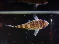 画像7: 【通販 淡水魚】激レア ワイルド個体(雌っぽい) CW111 No1 コリドラス ゼブラリーナ リオジャマンシン産ワイルド (7)