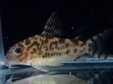 画像1: 【通販 淡水魚】激レア ワイルド個体(雄っぽい) CW111 No2 コリドラス ゼブラリーナ リオジャマンシン産ワイルド (1)