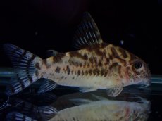 画像2: 【通販 淡水魚】激レア ワイルド個体(雄っぽい) CW111 No2 コリドラス ゼブラリーナ リオジャマンシン産ワイルド (2)