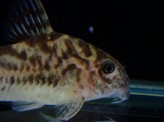 画像3: 【通販 淡水魚】激レア ワイルド個体(雄っぽい) CW111 No2 コリドラス ゼブラリーナ リオジャマンシン産ワイルド (3)