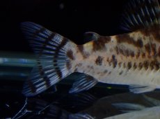 画像4: 【通販 淡水魚】激レア ワイルド個体(雄っぽい) CW111 No2 コリドラス ゼブラリーナ リオジャマンシン産ワイルド (4)