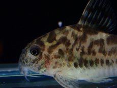 画像5: 【通販 淡水魚】激レア ワイルド個体(雄っぽい) CW111 No2 コリドラス ゼブラリーナ リオジャマンシン産ワイルド (5)
